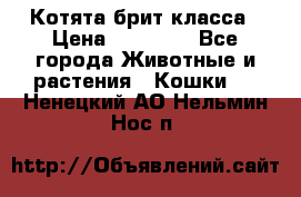 Котята брит класса › Цена ­ 20 000 - Все города Животные и растения » Кошки   . Ненецкий АО,Нельмин Нос п.